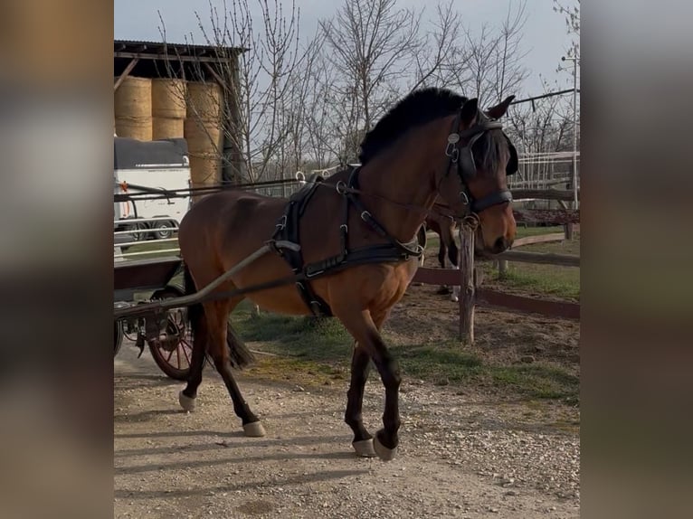 Sportivo Ungherese / Sportivo dell'Ungheria Castrone 6 Anni 152 cm Baio ciliegia in Tass