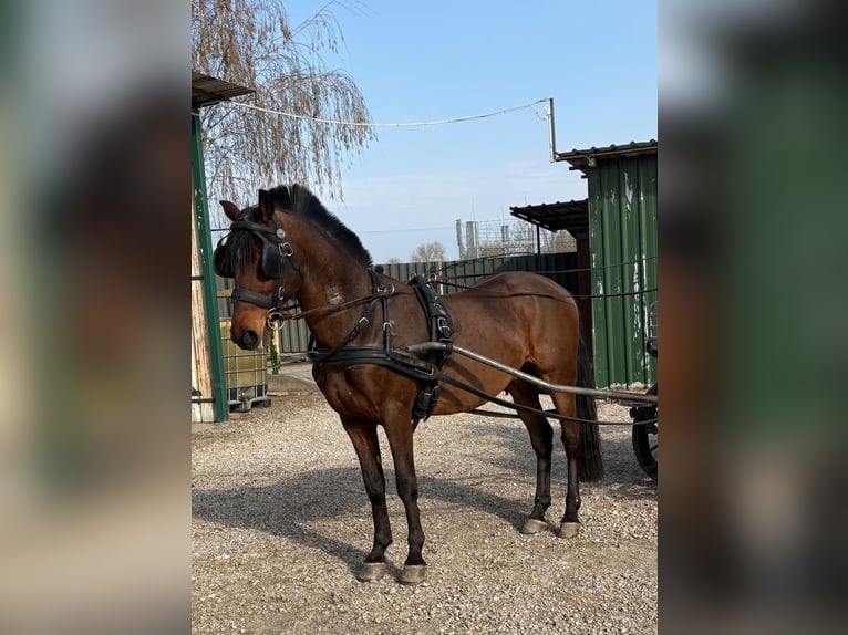 Sportivo Ungherese / Sportivo dell'Ungheria Castrone 6 Anni 152 cm Baio ciliegia in Tass