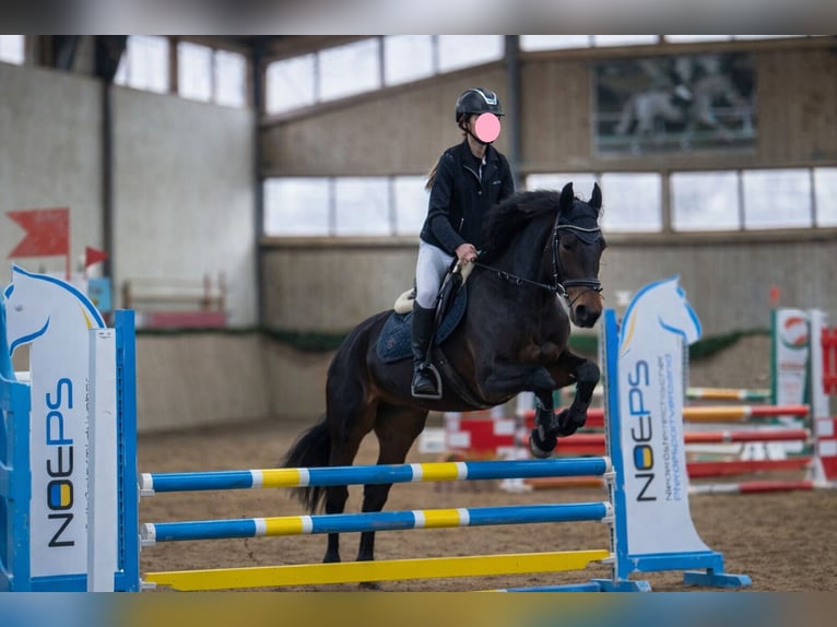 Sportivo Ungherese / Sportivo dell'Ungheria Castrone 6 Anni 164 cm Baio scuro in Tulln
