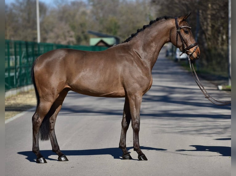 Sportivo Ungherese / Sportivo dell'Ungheria Castrone 6 Anni 165 cm Baio ciliegia in Kecskemét