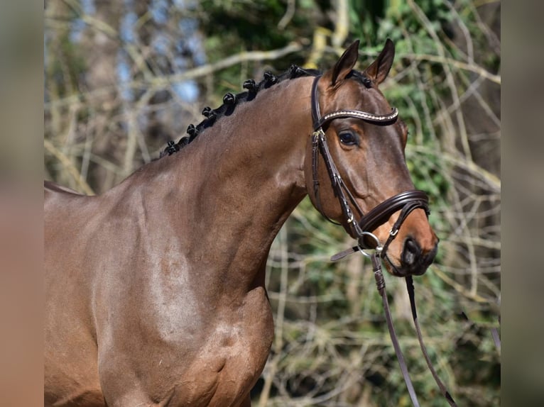 Sportivo Ungherese / Sportivo dell'Ungheria Castrone 6 Anni 165 cm Baio ciliegia in Kecskemét