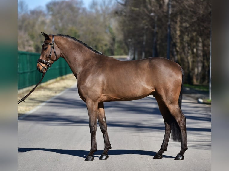 Sportivo Ungherese / Sportivo dell'Ungheria Castrone 6 Anni 165 cm Baio ciliegia in Kecskemét