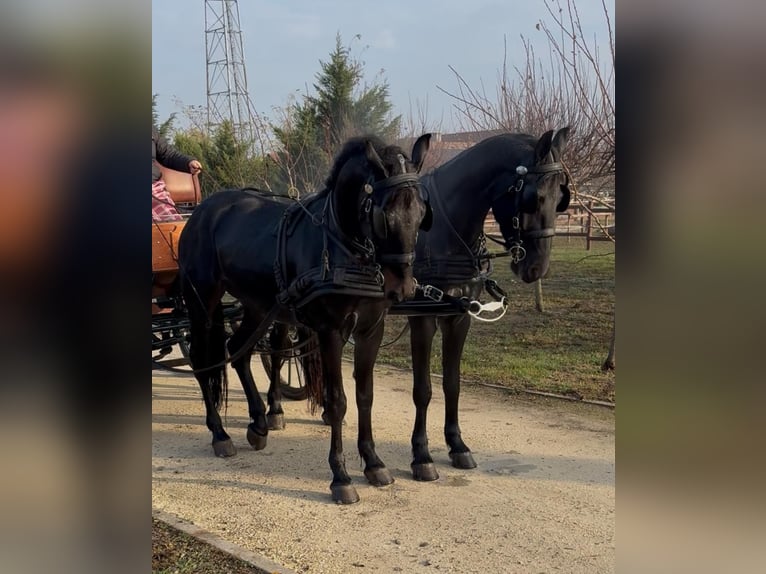 Sportivo Ungherese / Sportivo dell'Ungheria Castrone 6 Anni 165 cm Baio scuro in Tass