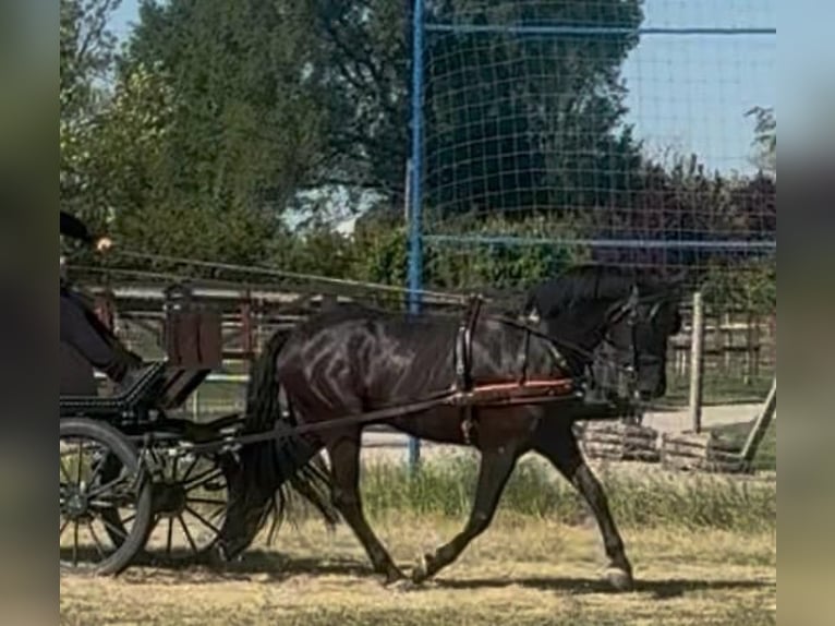 Sportivo Ungherese / Sportivo dell'Ungheria Castrone 6 Anni 165 cm Morello in Tass