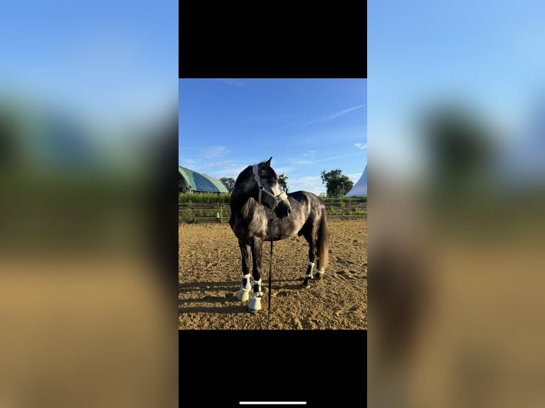 Sportivo Ungherese / Sportivo dell'Ungheria Castrone 6 Anni 167 cm Grigio in St. Valentin