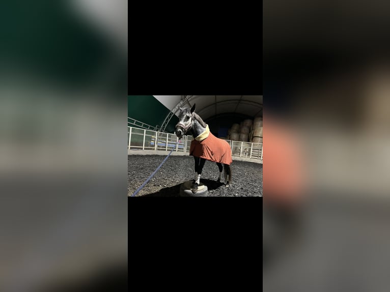 Sportivo Ungherese / Sportivo dell'Ungheria Castrone 6 Anni 167 cm Grigio in St. Valentin