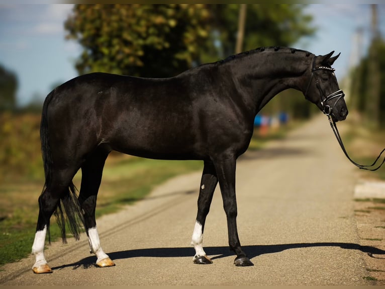 Sportivo Ungherese / Sportivo dell'Ungheria Castrone 6 Anni 168 cm Morello in Zalaegerszeg