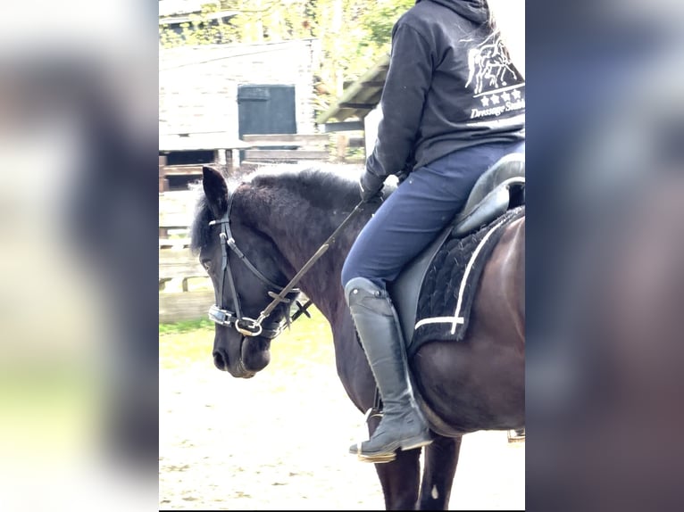 Sportivo Ungherese / Sportivo dell'Ungheria Castrone 7 Anni 143 cm Baio nero in Zwartewaal