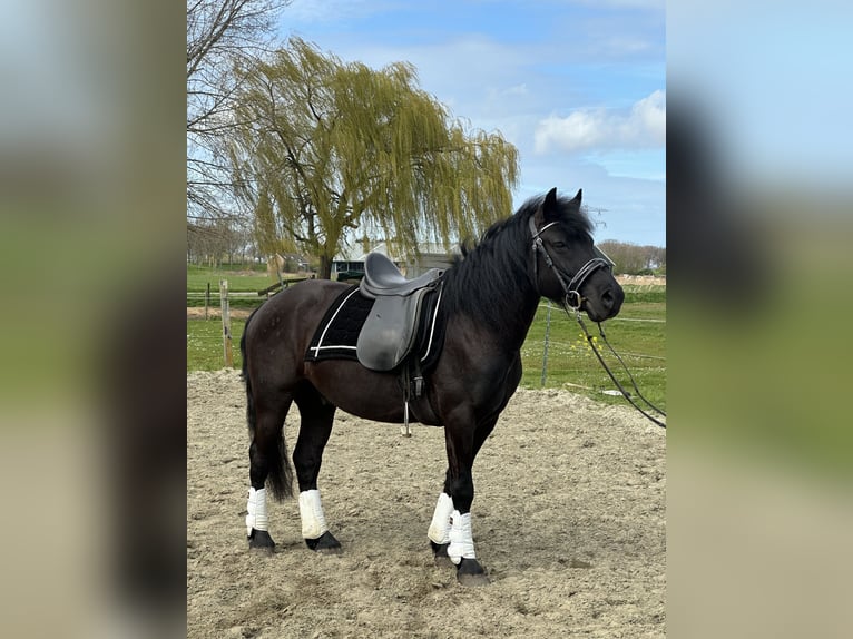 Sportivo Ungherese / Sportivo dell'Ungheria Castrone 7 Anni 143 cm Morello in Zwartewaal