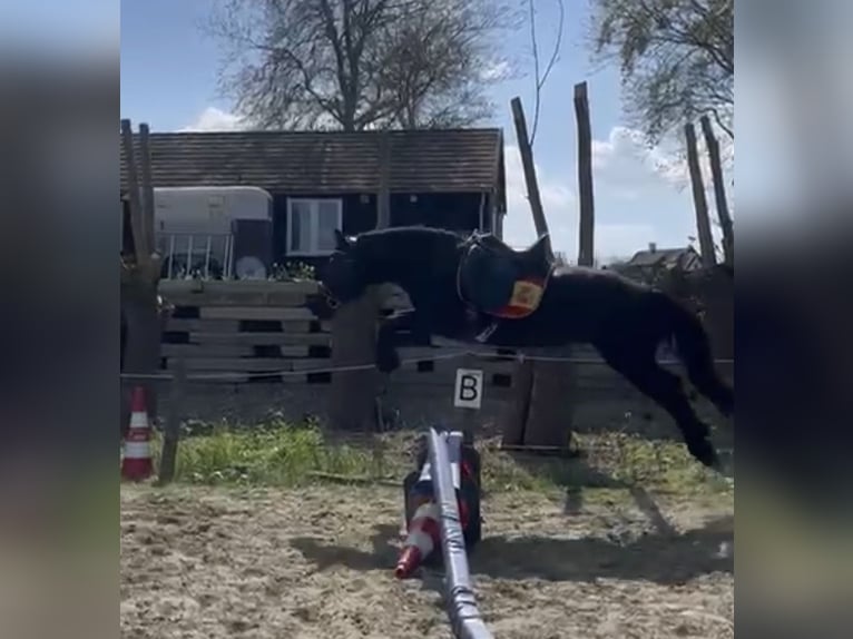 Sportivo Ungherese / Sportivo dell'Ungheria Castrone 7 Anni 143 cm Morello in Zwartewaal