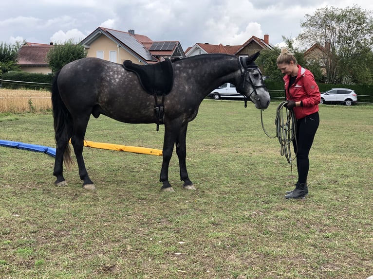 Sportivo Ungherese / Sportivo dell'Ungheria Castrone 7 Anni 155 cm Grigio ferro in Denkendorf