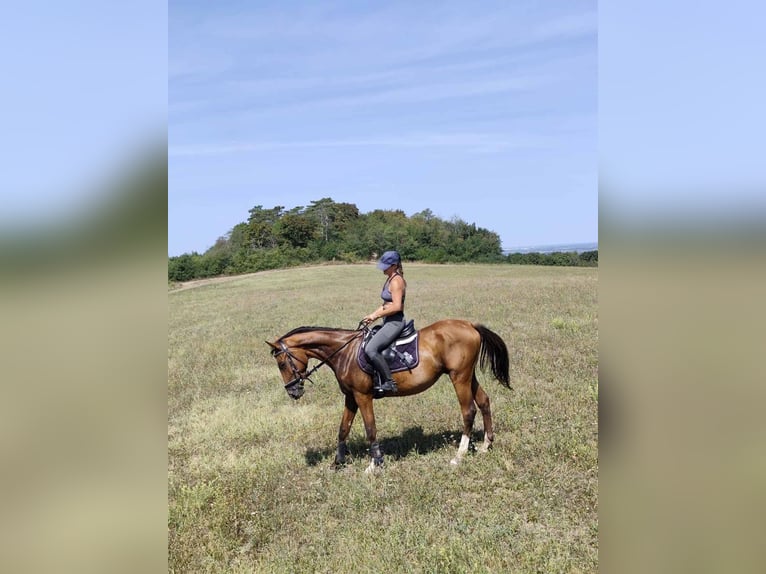 Sportivo Ungherese / Sportivo dell'Ungheria Castrone 7 Anni 160 cm Baio ciliegia in Győrság