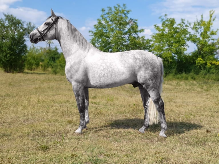 Sportivo Ungherese / Sportivo dell'Ungheria Castrone 7 Anni 163 cm Grigio in Körösnagyharsany