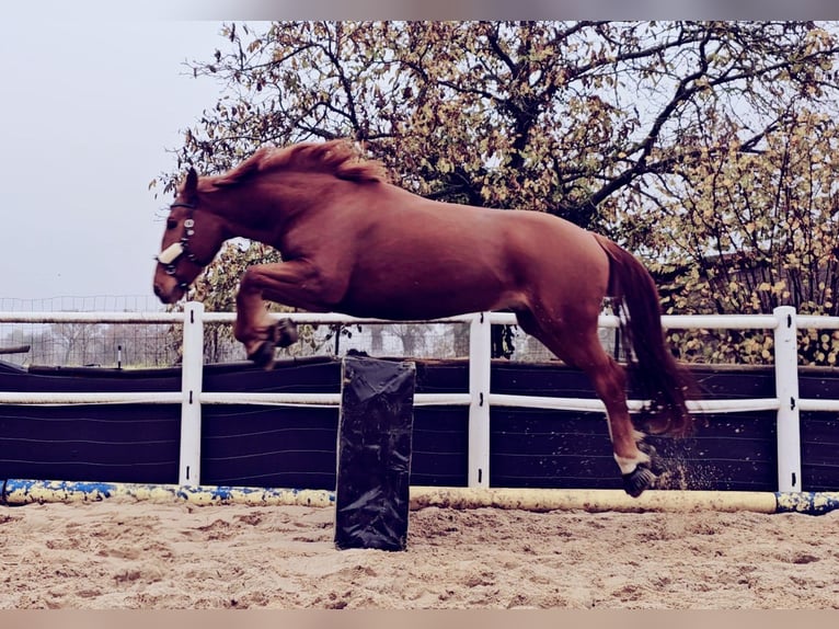 Sportivo Ungherese / Sportivo dell'Ungheria Castrone 7 Anni 163 cm Sauro in Heinsberg