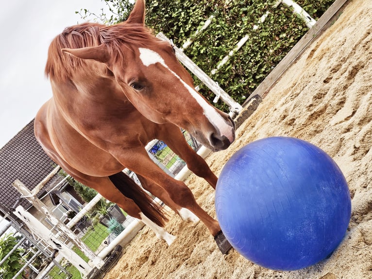 Sportivo Ungherese / Sportivo dell'Ungheria Castrone 7 Anni 163 cm Sauro in Heinsberg