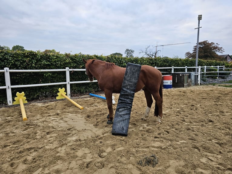 Sportivo Ungherese / Sportivo dell'Ungheria Castrone 7 Anni 163 cm Sauro in Heinsberg