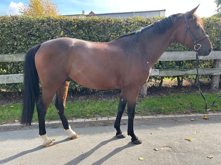 Sportivo Ungherese / Sportivo dell'Ungheria Castrone 7 Anni 165 cm Baio in Einbeck