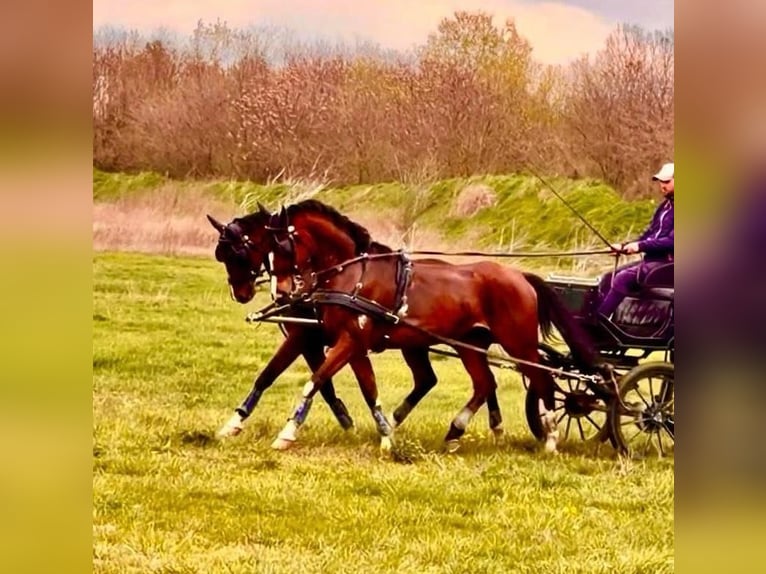 Sportivo Ungherese / Sportivo dell'Ungheria Castrone 7 Anni 165 cm Baio ciliegia in Tass