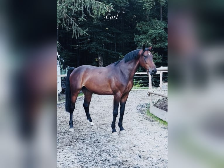 Sportivo Ungherese / Sportivo dell'Ungheria Castrone 7 Anni 165 cm Baio scuro in Pittenhart