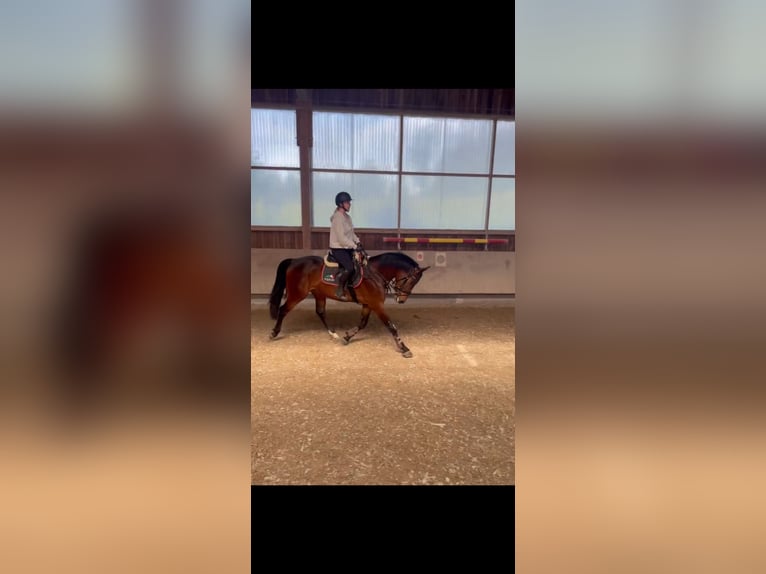 Sportivo Ungherese / Sportivo dell'Ungheria Castrone 7 Anni 165 cm Baio scuro in Pittenhart