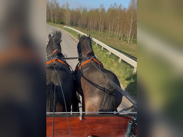 Sportivo Ungherese / Sportivo dell'Ungheria Castrone 7 Anni 165 cm Morello in Tass