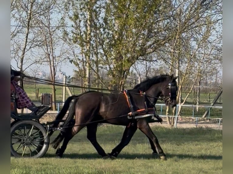 Sportivo Ungherese / Sportivo dell'Ungheria Castrone 7 Anni 165 cm Morello in Tass