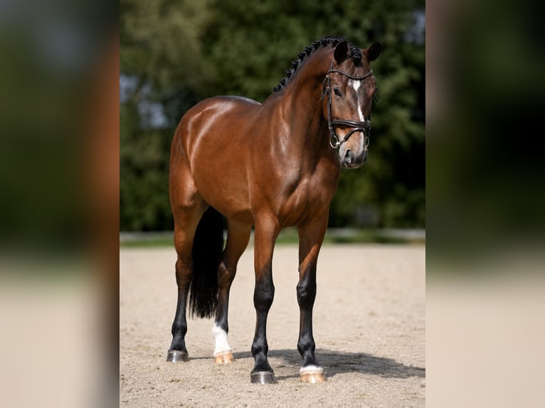 Sportivo Ungherese / Sportivo dell'Ungheria Castrone 7 Anni 168 cm Baio in Budapest