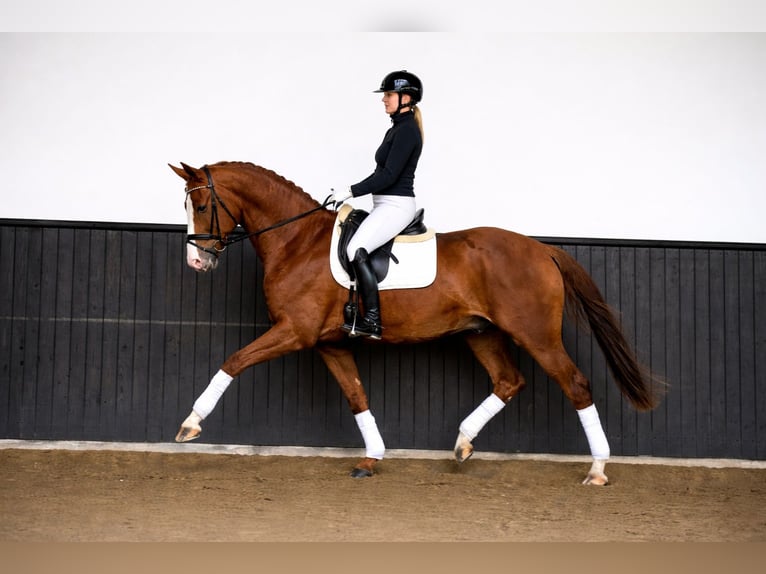 Sportivo Ungherese / Sportivo dell'Ungheria Castrone 7 Anni 168 cm Sauro scuro in Budapest