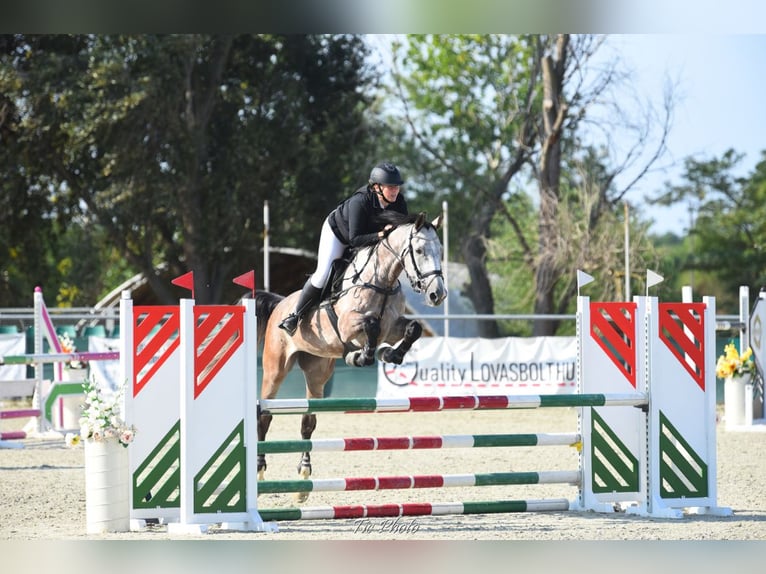 Sportivo Ungherese / Sportivo dell'Ungheria Castrone 7 Anni 174 cm Grigio in Debrecen