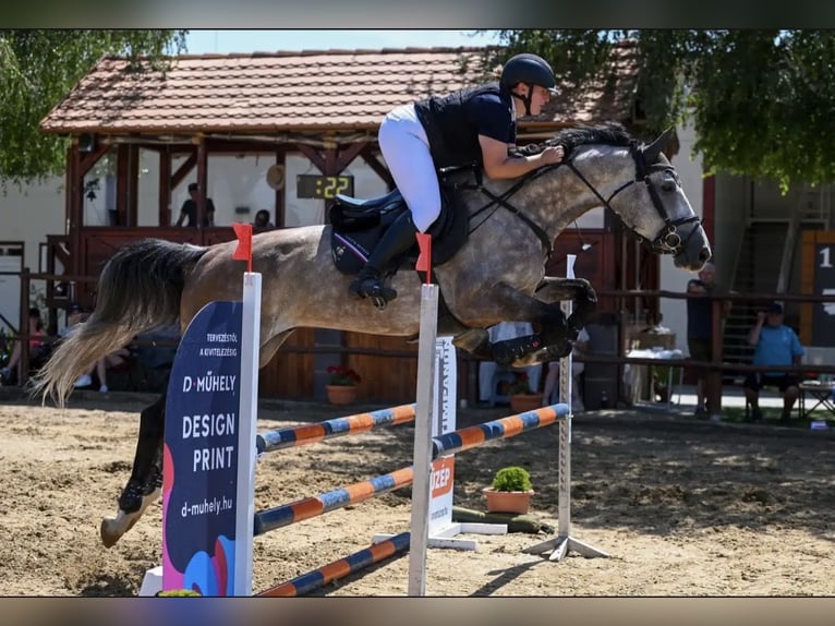 Sportivo Ungherese / Sportivo dell'Ungheria Castrone 7 Anni 174 cm Grigio in Debrecen