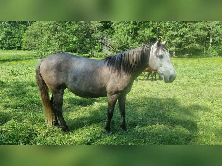 Sportivo Ungherese / Sportivo dell'Ungheria Castrone 8 Anni 147 cm Può diventare grigio in Bickendorf