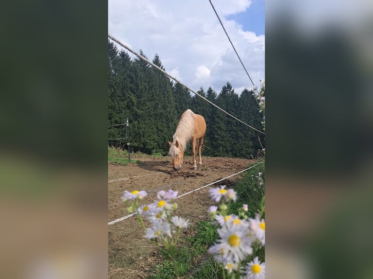 Sportivo Ungherese / Sportivo dell'Ungheria Mix Castrone 8 Anni 150 cm Palomino in Neustadtl-Markt