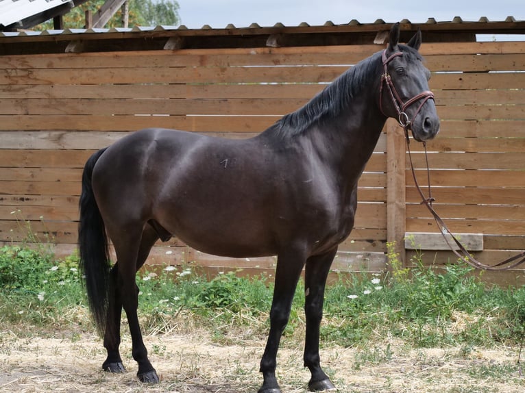 Sportivo Ungherese / Sportivo dell'Ungheria Castrone 8 Anni 155 cm Morello in Galenberg