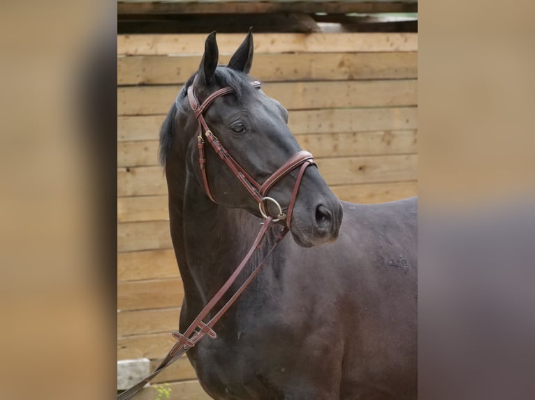 Sportivo Ungherese / Sportivo dell'Ungheria Castrone 8 Anni 155 cm Morello in Galenberg
