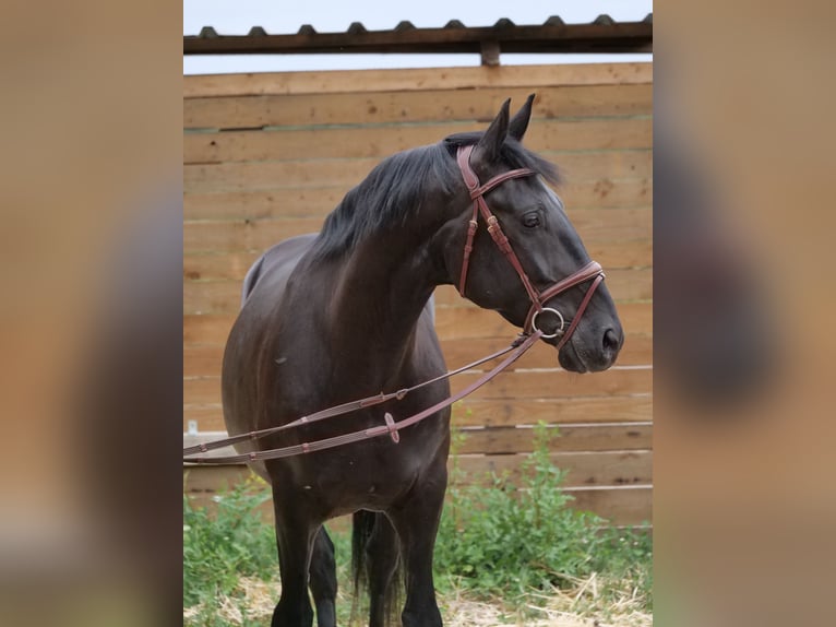 Sportivo Ungherese / Sportivo dell'Ungheria Castrone 8 Anni 155 cm Morello in Galenberg