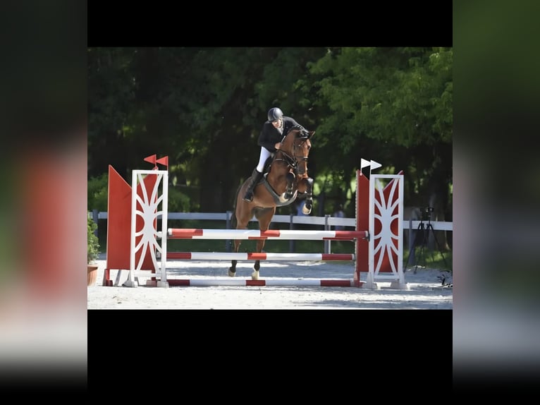 Sportivo Ungherese / Sportivo dell'Ungheria Castrone 8 Anni 167 cm Baio in Schattendorf