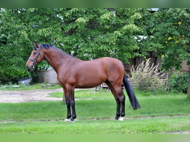 Sportivo Ungherese / Sportivo dell'Ungheria Castrone 8 Anni 167 cm Baio in Schattendorf
