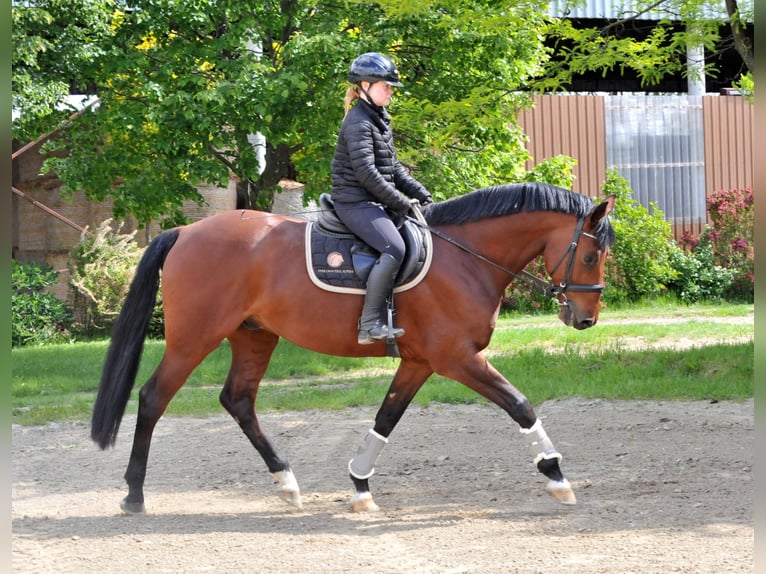 Sportivo Ungherese / Sportivo dell'Ungheria Castrone 8 Anni 167 cm Baio in Schattendorf