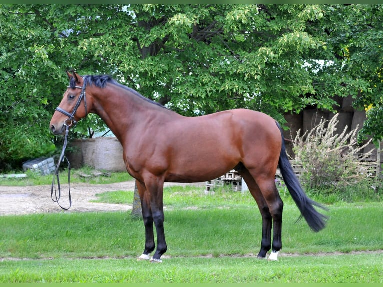 Sportivo Ungherese / Sportivo dell'Ungheria Castrone 8 Anni 167 cm Baio in Schattendorf