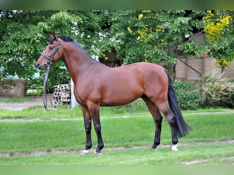 Sportivo Ungherese / Sportivo dell'Ungheria Castrone 8 Anni 167 cm Baio in Schattendorf