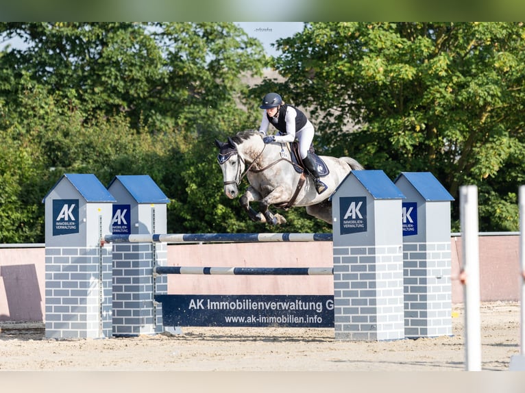 Sportivo Ungherese / Sportivo dell'Ungheria Castrone 8 Anni 168 cm Grigio pezzato in Alfeld (Leine)