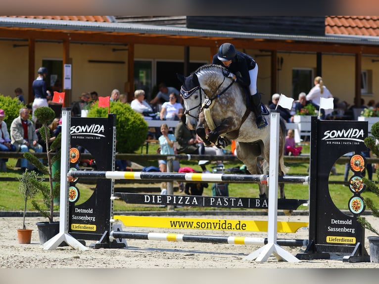 Sportivo Ungherese / Sportivo dell'Ungheria Castrone 8 Anni 168 cm Grigio pezzato in Alfeld (Leine)