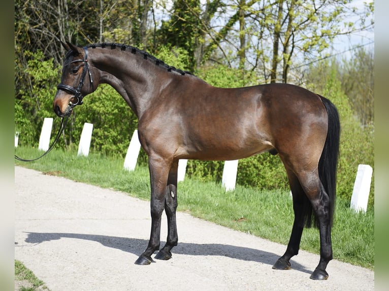 Sportivo Ungherese / Sportivo dell'Ungheria Castrone 8 Anni 170 cm Baio in Kecskemét