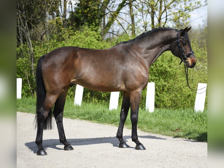 Sportivo Ungherese / Sportivo dell'Ungheria Castrone 8 Anni 170 cm Baio in Kecskemét