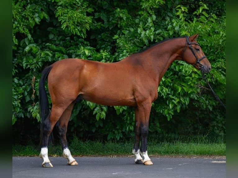 Sportivo Ungherese / Sportivo dell'Ungheria Castrone 8 Anni 170 cm Baio in Neumarkt an der Raab