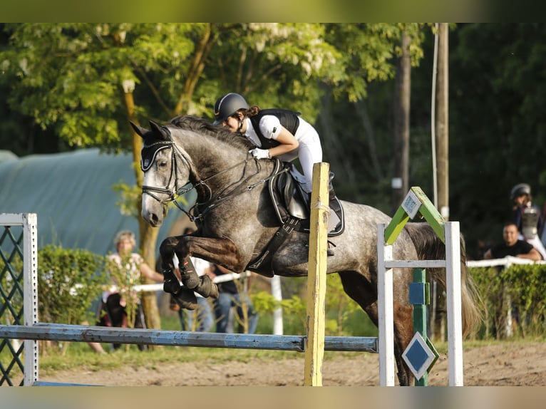 Sportivo Ungherese / Sportivo dell'Ungheria Castrone 8 Anni 175 cm Grigio in Somogyj&#xE1;d
