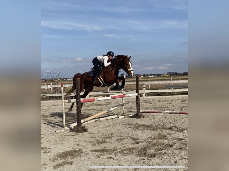 Sportivo Ungherese / Sportivo dell'Ungheria Castrone 8 Anni 182 cm Sauro scuro in Eggendorf am Wagram