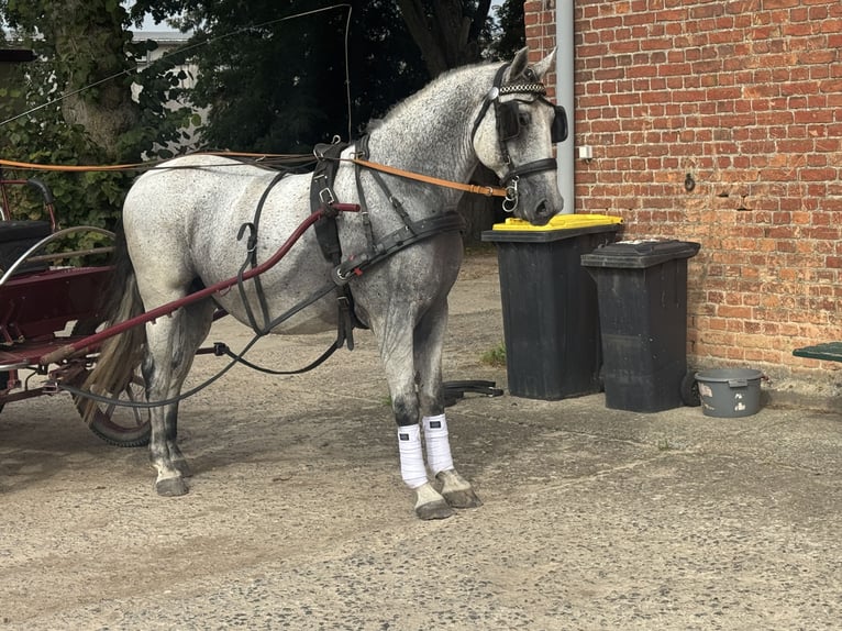 Sportivo Ungherese / Sportivo dell'Ungheria Castrone 9 Anni 163 cm Grigio in Ganschow