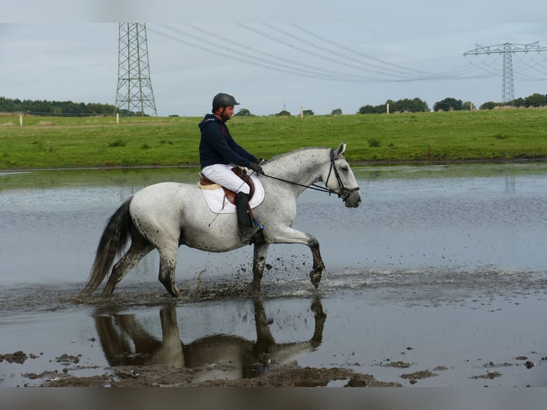 Sportivo Ungherese / Sportivo dell'Ungheria Castrone 9 Anni 163 cm Grigio in Ganschow