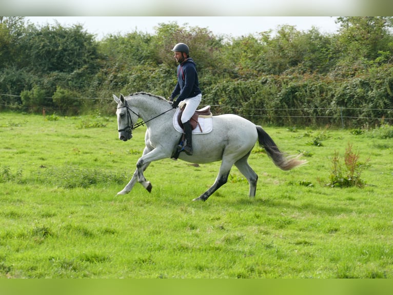 Sportivo Ungherese / Sportivo dell'Ungheria Castrone 9 Anni 163 cm Grigio in Ganschow